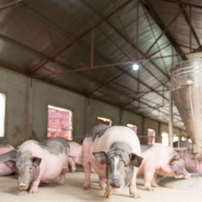 Lợn Móng Cái nuôi và quản lý theo quy trình của Chuỗi VfSC.