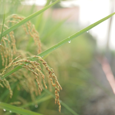 Chuỗi VfSC mang đến giải pháp đảm bảo chất lượng gạo nếp Thầu Dầu