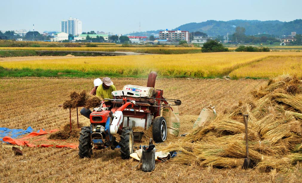 Để quản lý và giám sát một vùng trồng lúa nếp Thầu Dầu